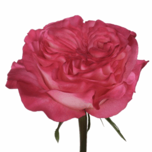 ROSE ENCHANTMENT - 40 CM